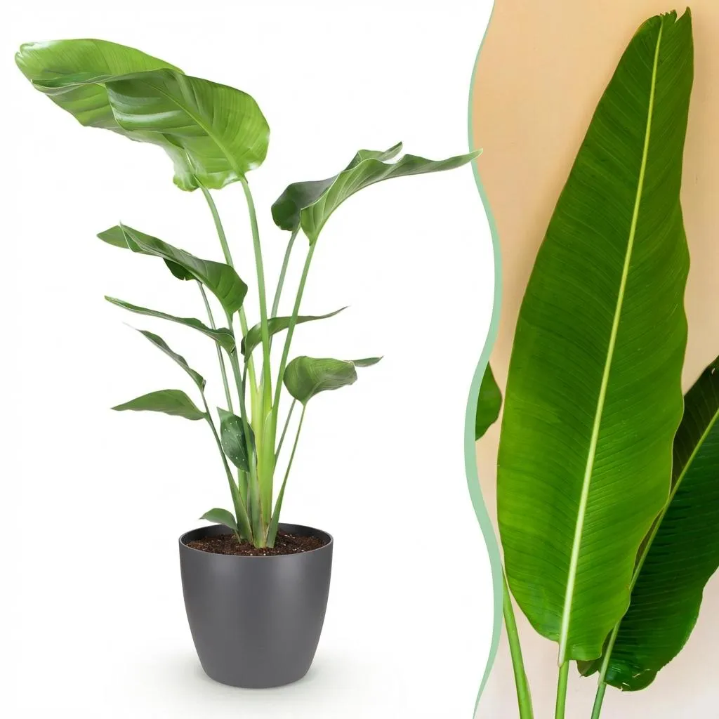 Plant and Stories Strelitzia Nicolai plante XXL pot 17cm verte