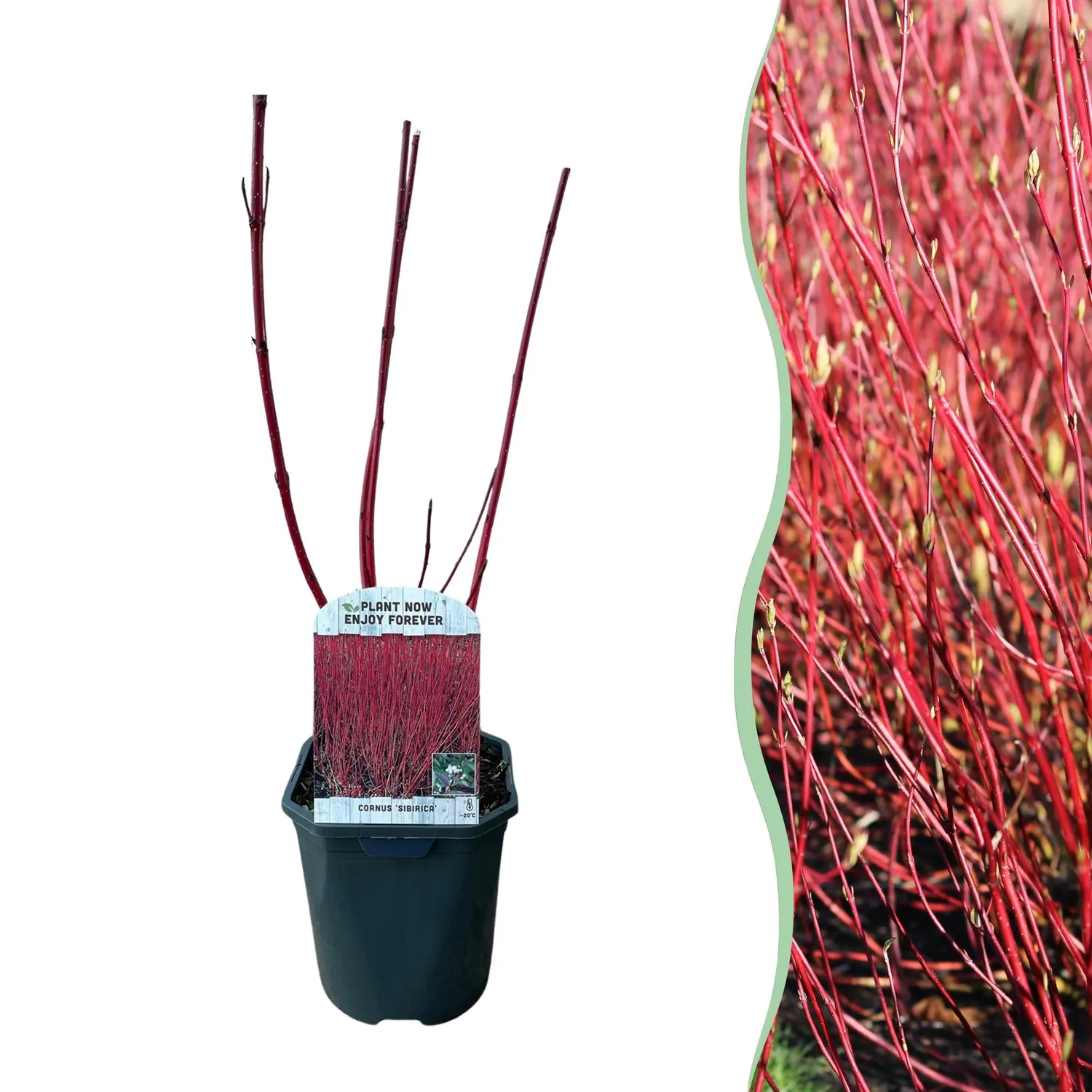 Plant and Stories Cornouiller Sibirica arbuste pot 17 cm rouge