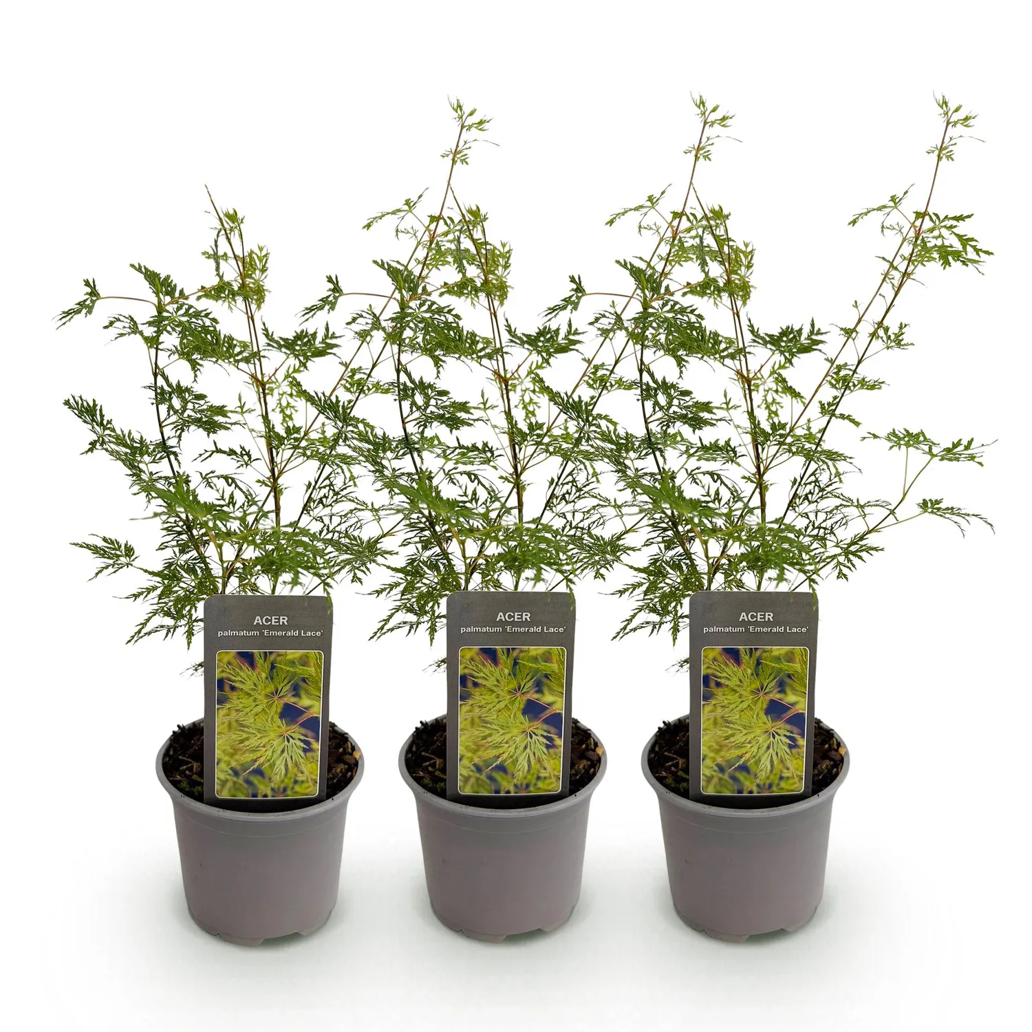Plant and Stories Emerald Lace érable du Japon pot 12 cm 1 plant
