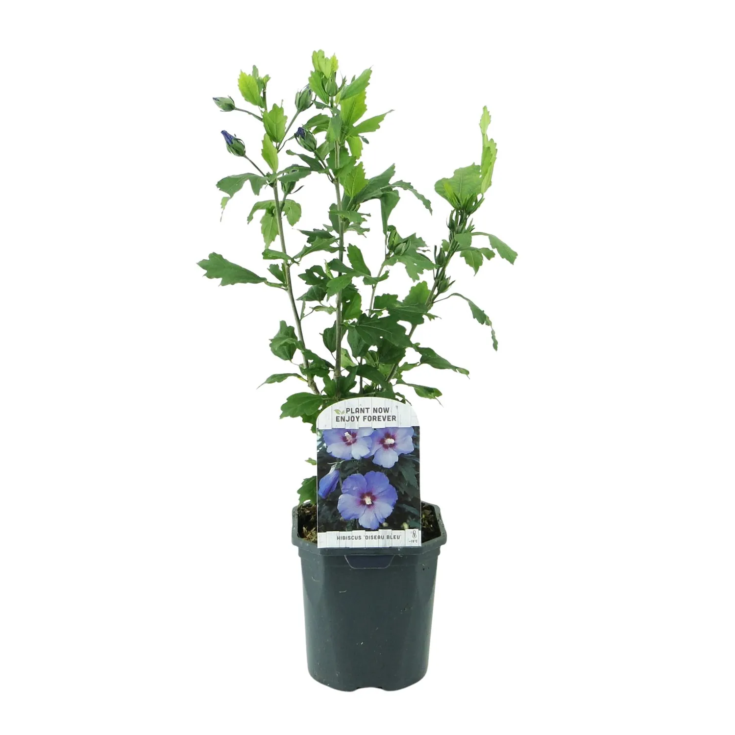 Plant and Stories Hibiscus Oiseau Bleu arbuste 1 plant bleu