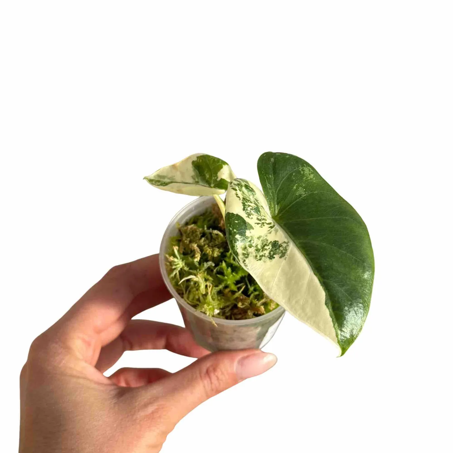 Plant and Stories Alocasia Macrorrhiza variegata plante pot 9cm
