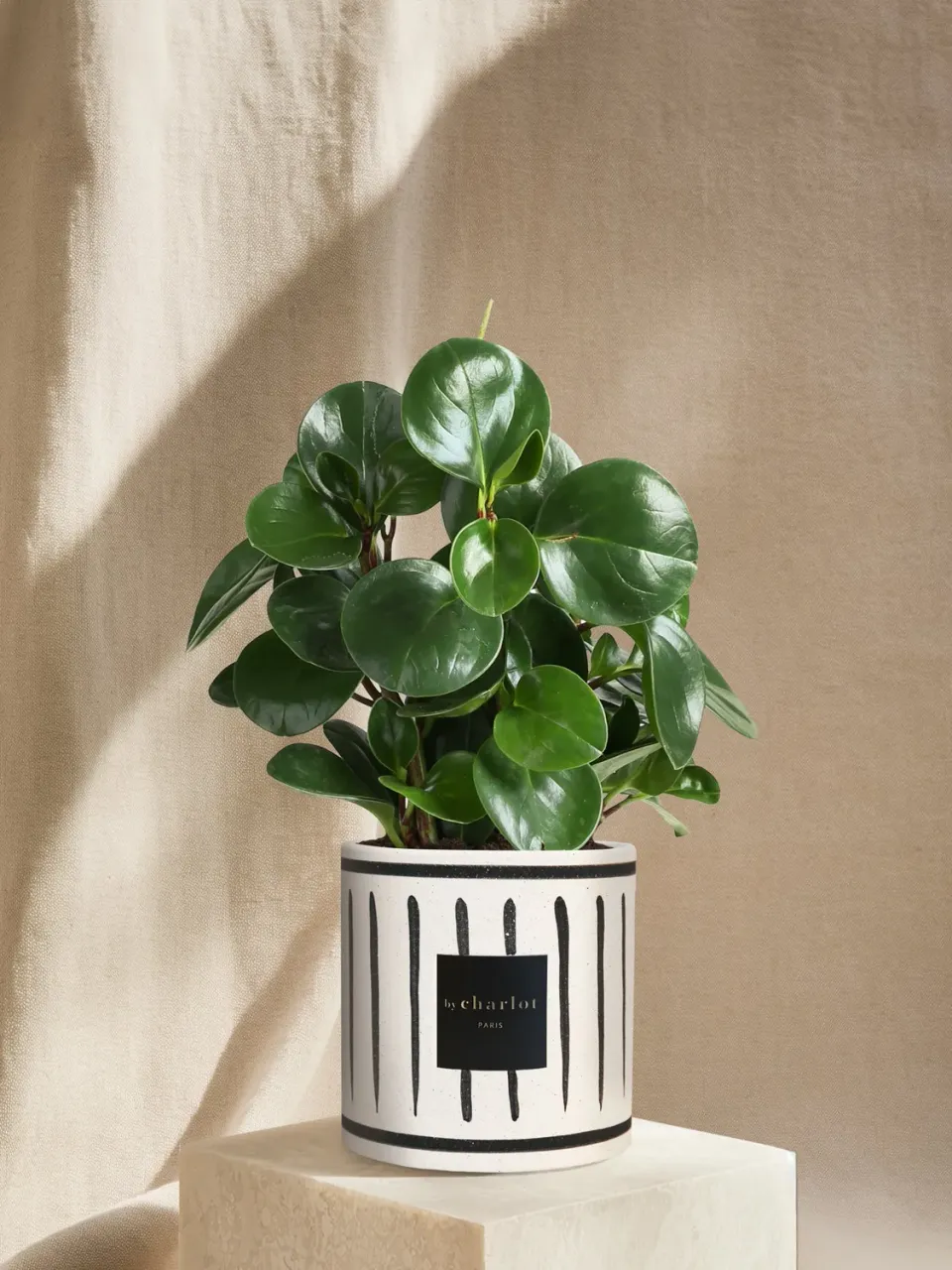By Charlot Le Généreux plante céramique noire INI