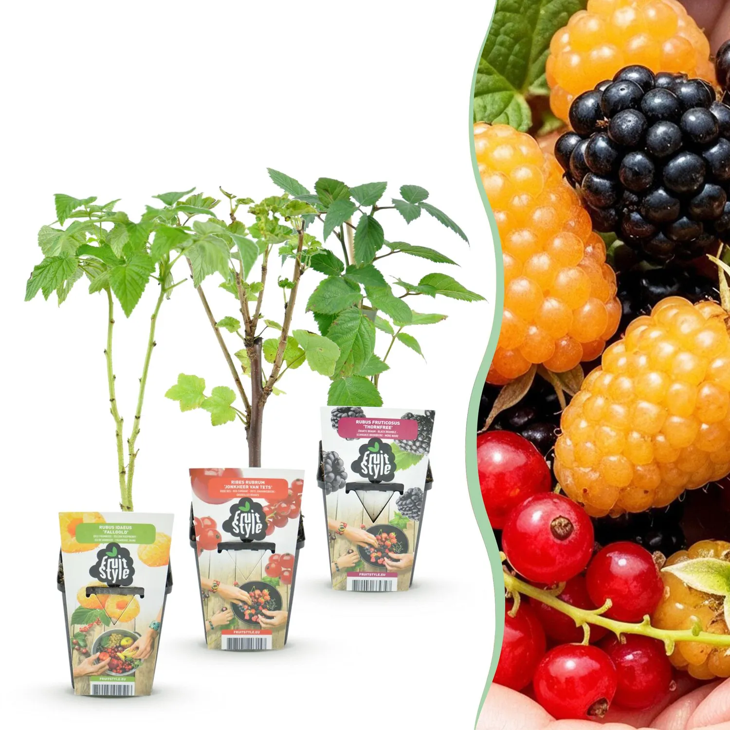 Plant and Stories Lot 3 plantes fruitières pots 9 cm rustique