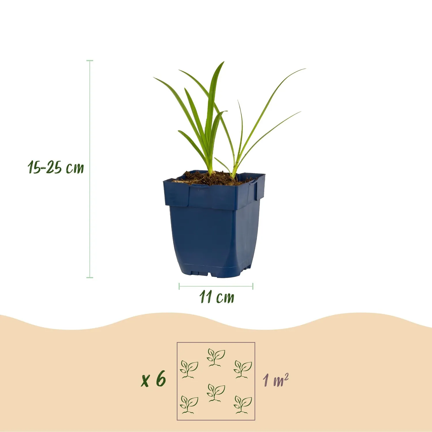 Plant and Stories Agapanthe Albus vivace 1 plant blanche