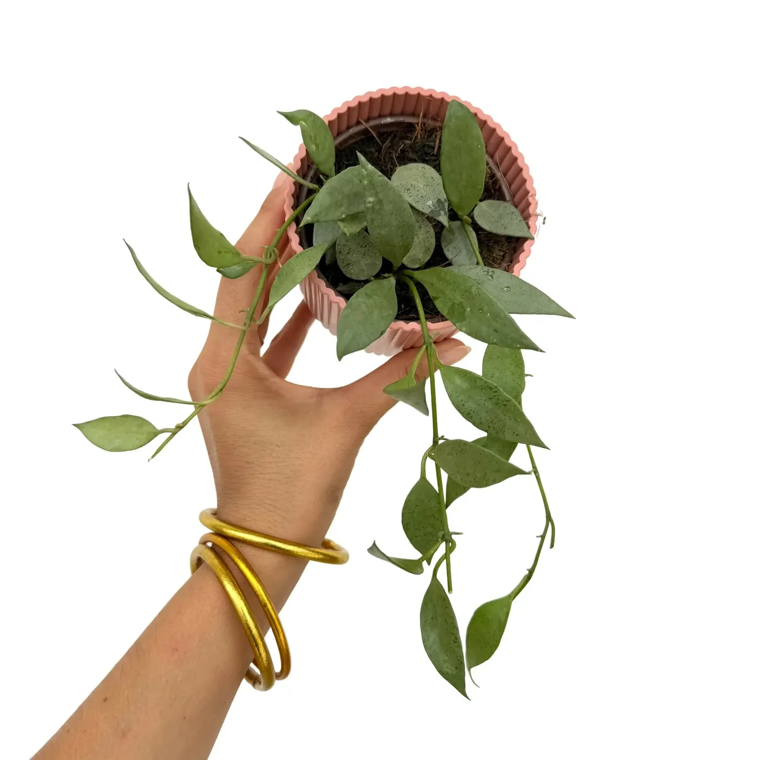PLANT AND STORIES Hoya Lacunosa Mint plante intérieur pot 9 cm parfumée