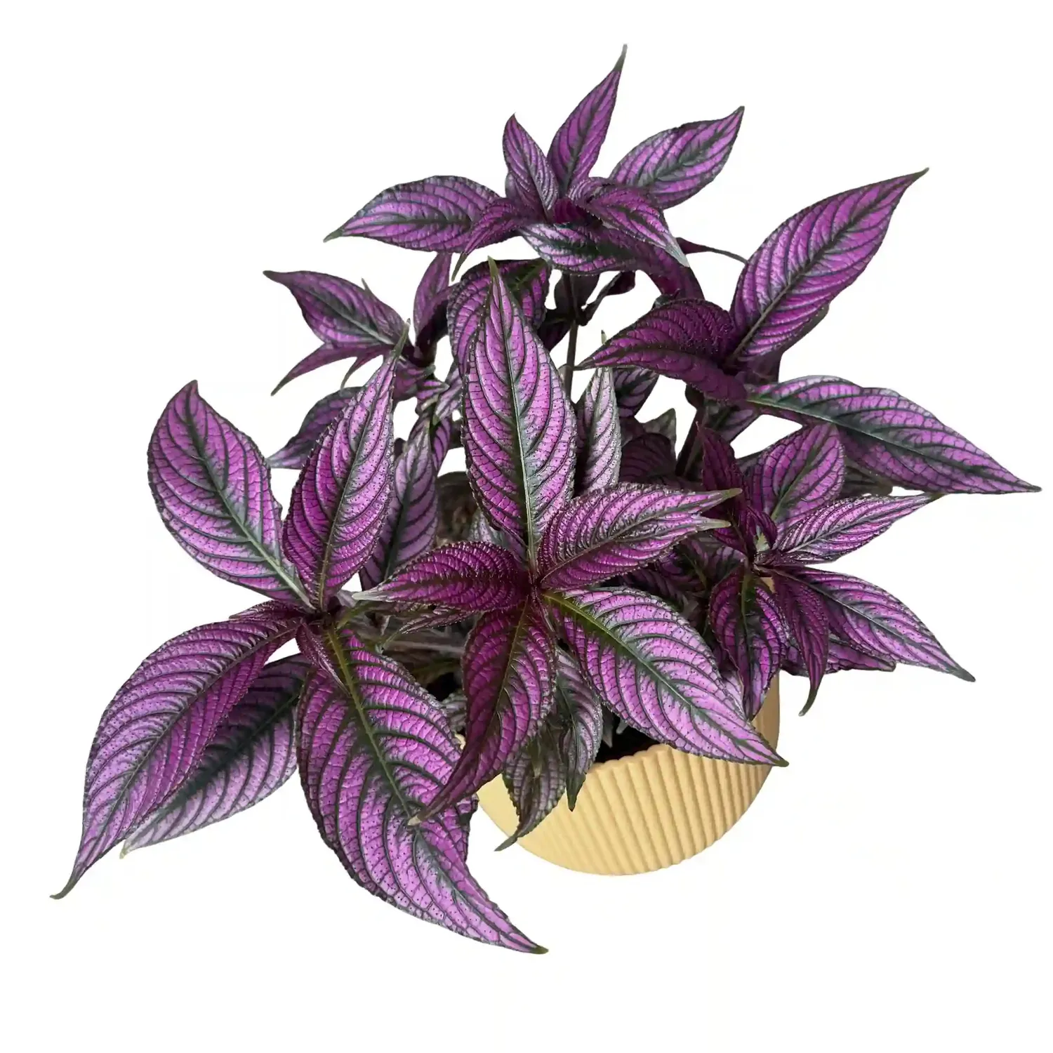 Plant and Stories Strobilanthes Dyerianus Bouclier Persan plante pot 12cm