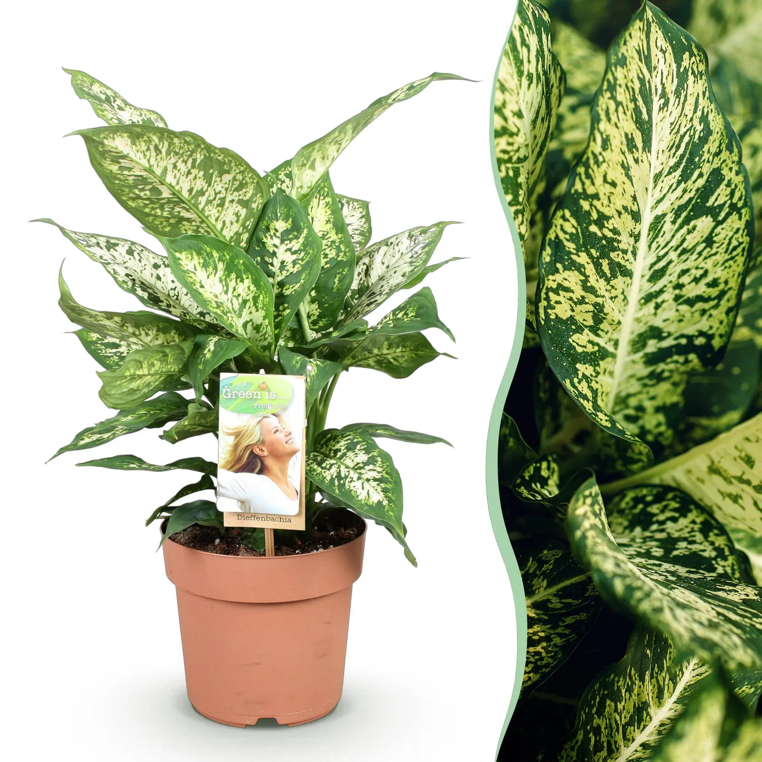 Plant and Stories Dieffenbachia Compacta intérieur 17 cm panier