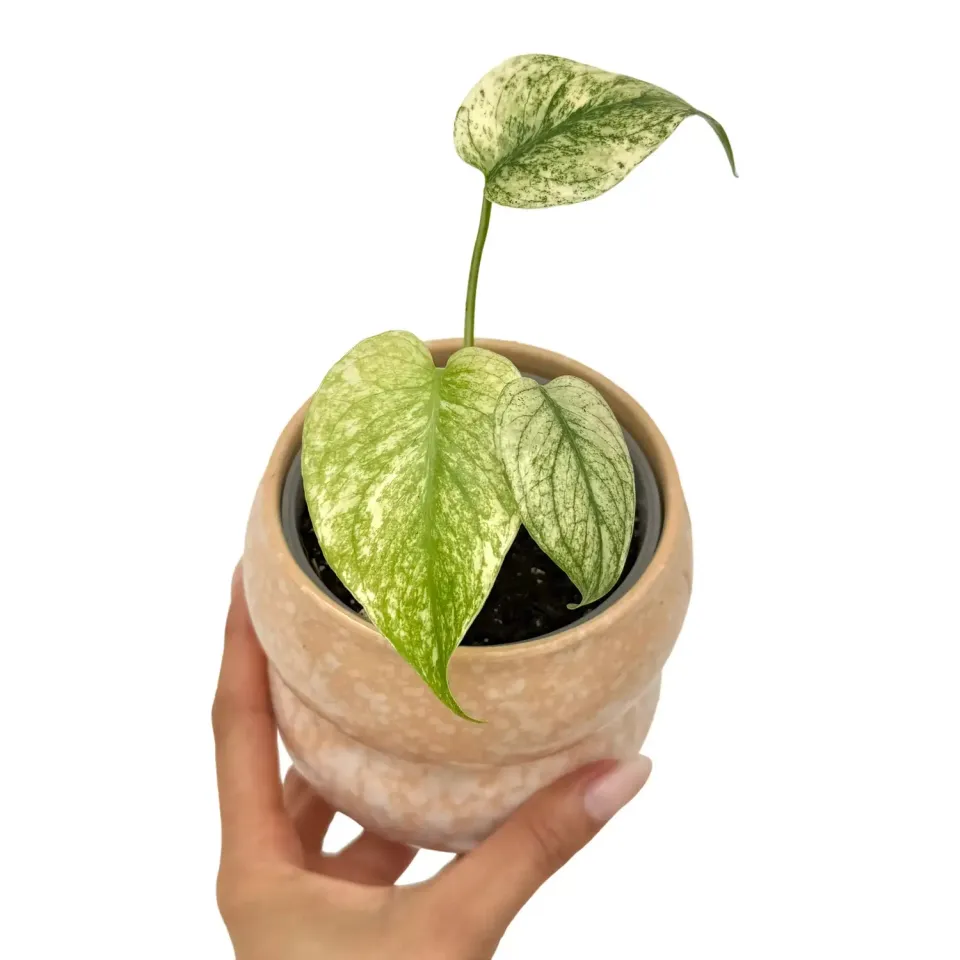 Plant and Stories Monstera Deliciosa Mint plante pot 9 cm panachée
