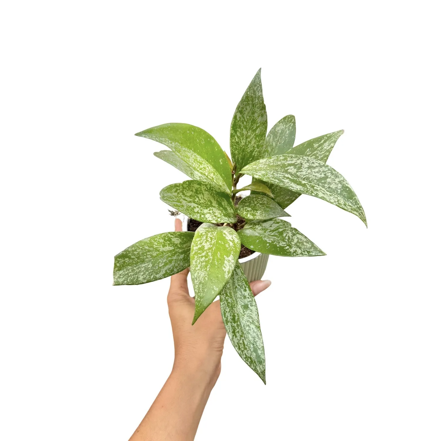 Plant and Stories Pubicalyx Silver Spot hoya pot 12 cm tacheté