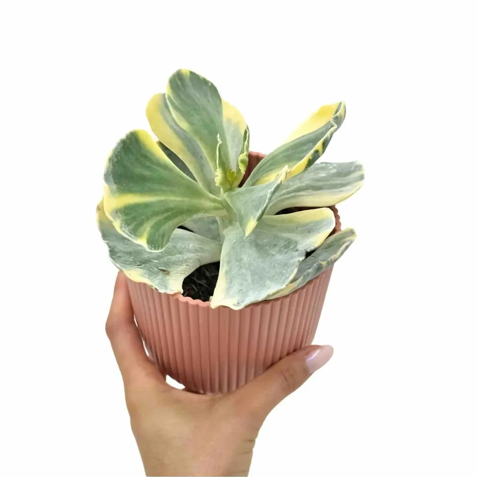 Plant and Stories Cotyledon Undulatum Variegata succulente 10,5cm
