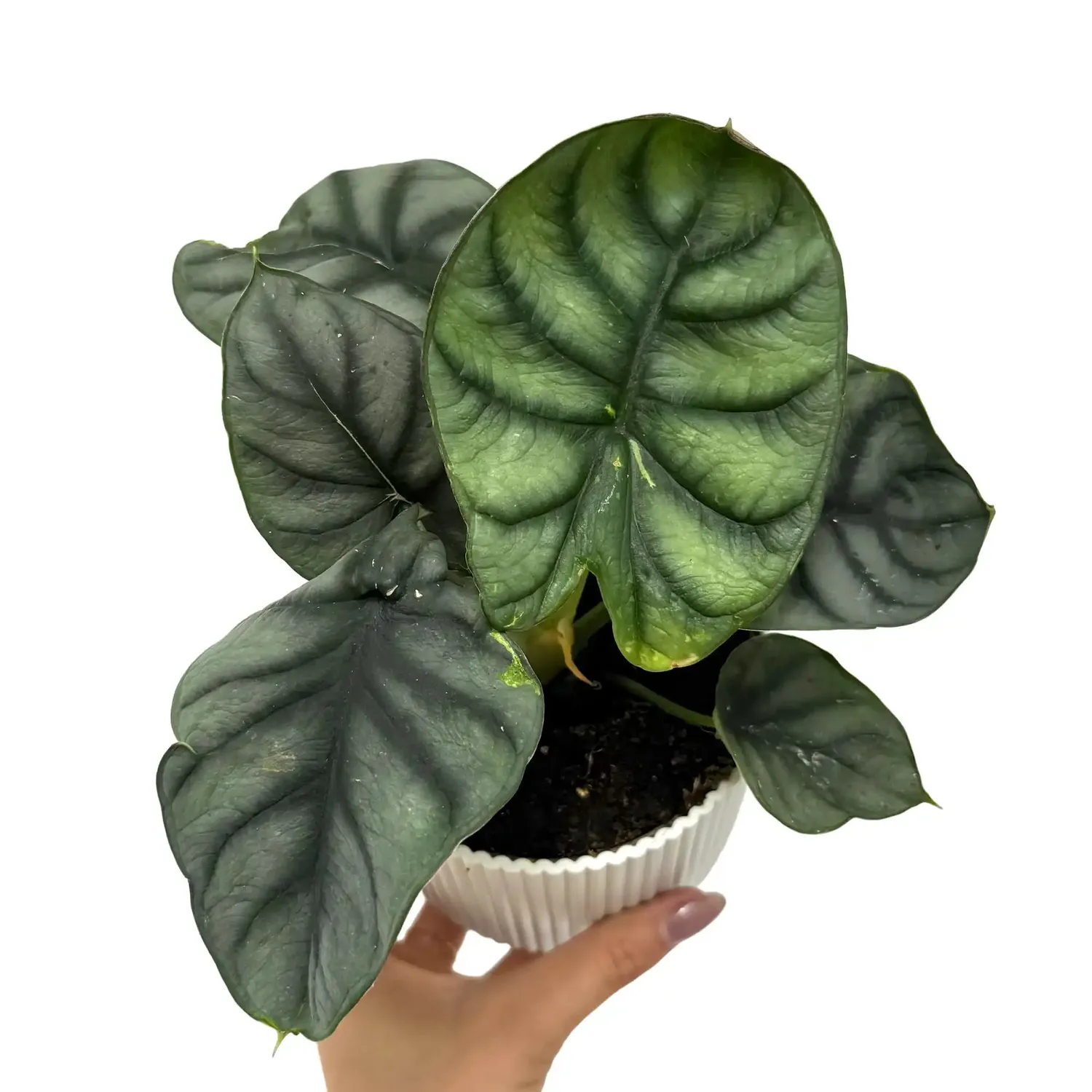 Plant and Stories Alocasia Silver Dragon plante pot 6cm argentée