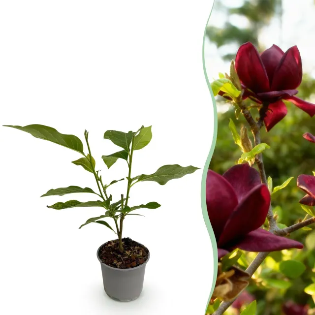 Plant and Stories Magnolia Genie arbuste pot 12cm pourpre