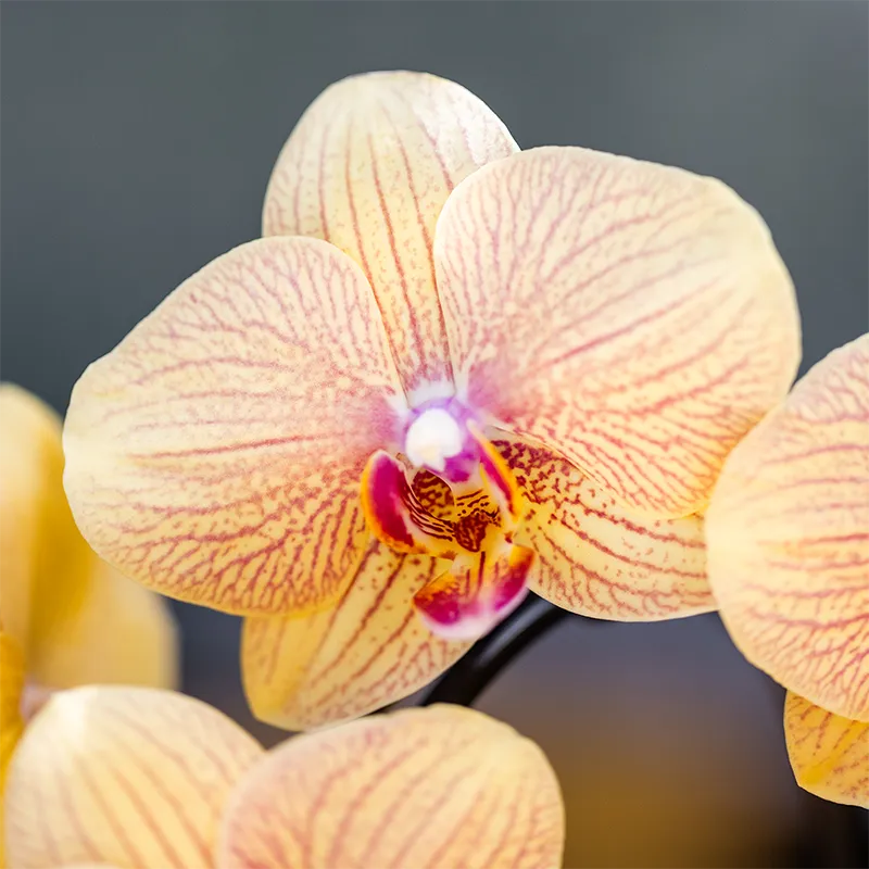 Plant and Stories Phalaenopsis Sunny Bunny orchidée jaune rose pot 12