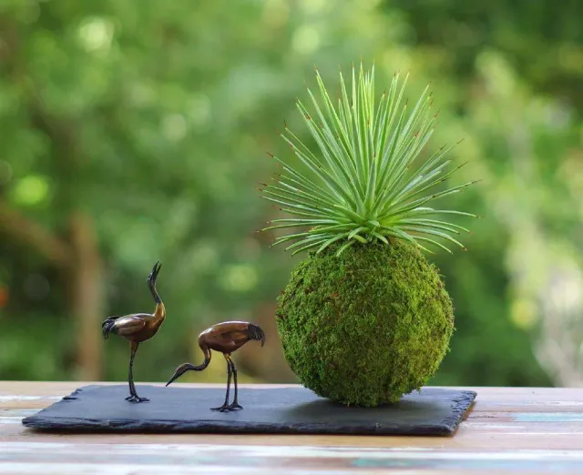 AQUAPHYTE Chichén Itzá Ni kokedama agave nana