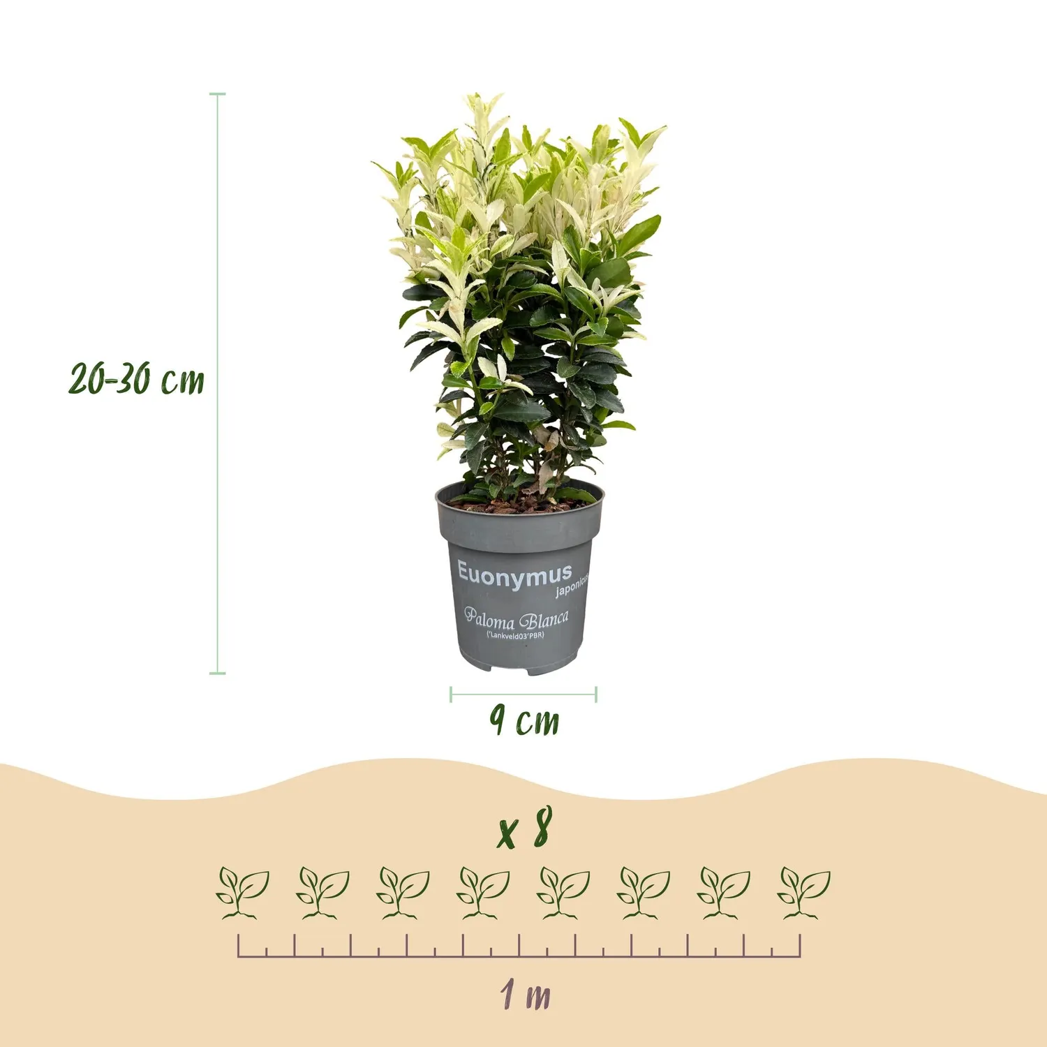 PLANT AND STORIES Fusain Paloma Blanca haie 8 plants persistant