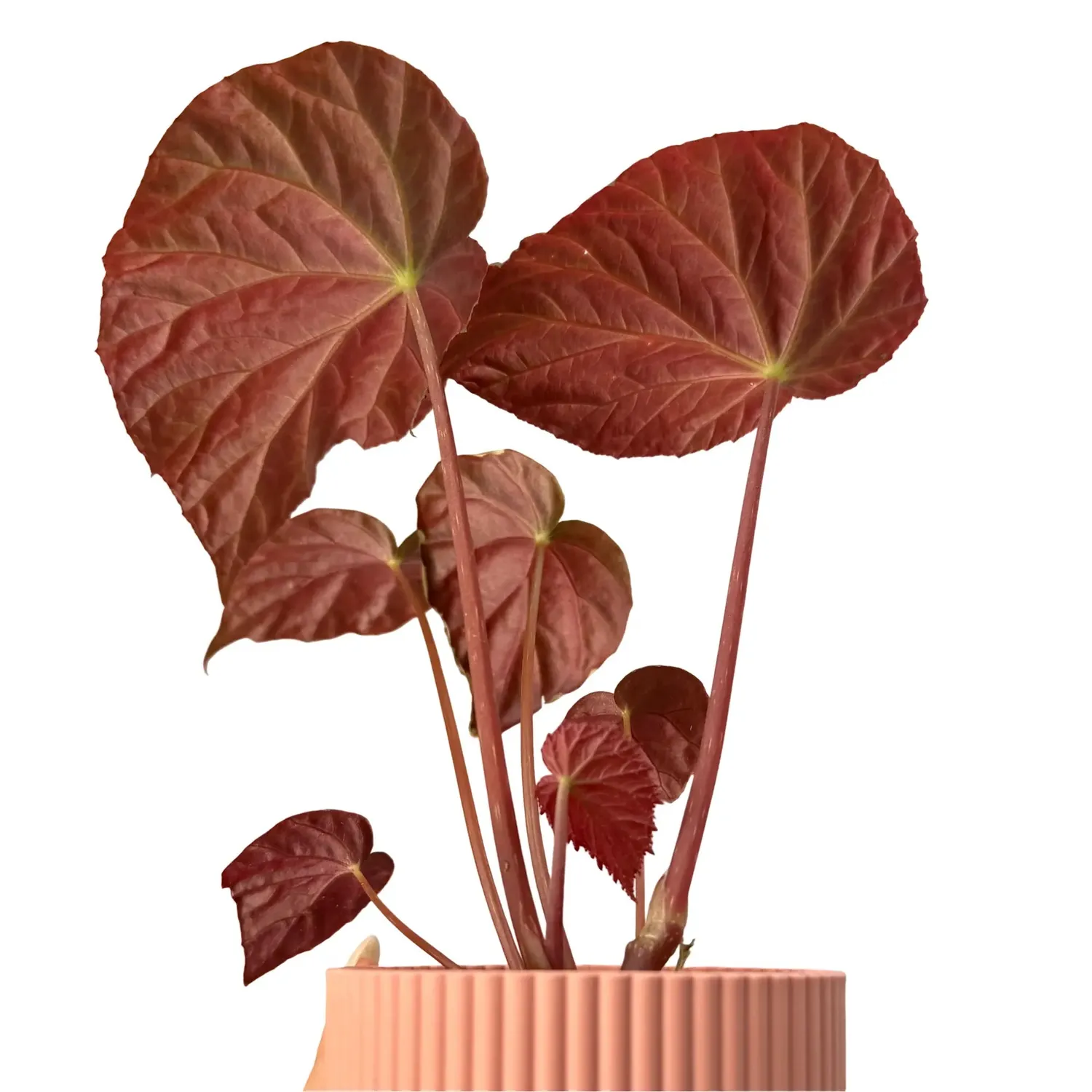Plant and Stories Two Face bégonia pot 8 cm bicolore
