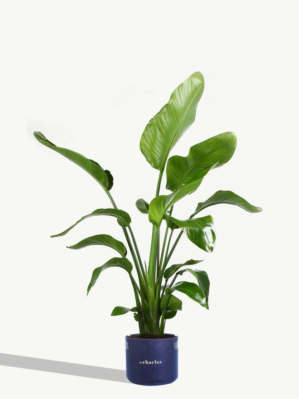 By Charlot La Nomade recharge Strelitzia 80-100 cm XL