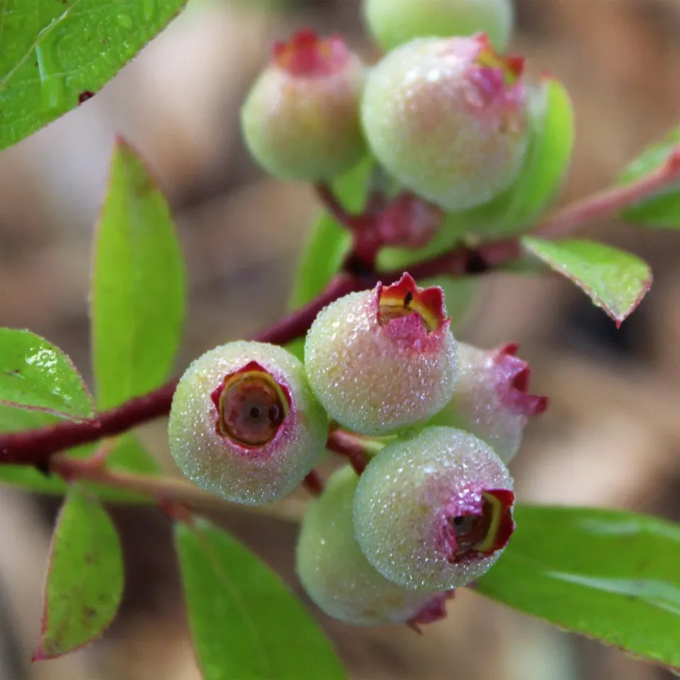 Plant and Stories Pink Lemonade myrtillier lot 2 rose