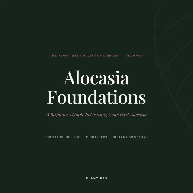plant.ess Alocasia Foundations guide numérique Vol. I entretien