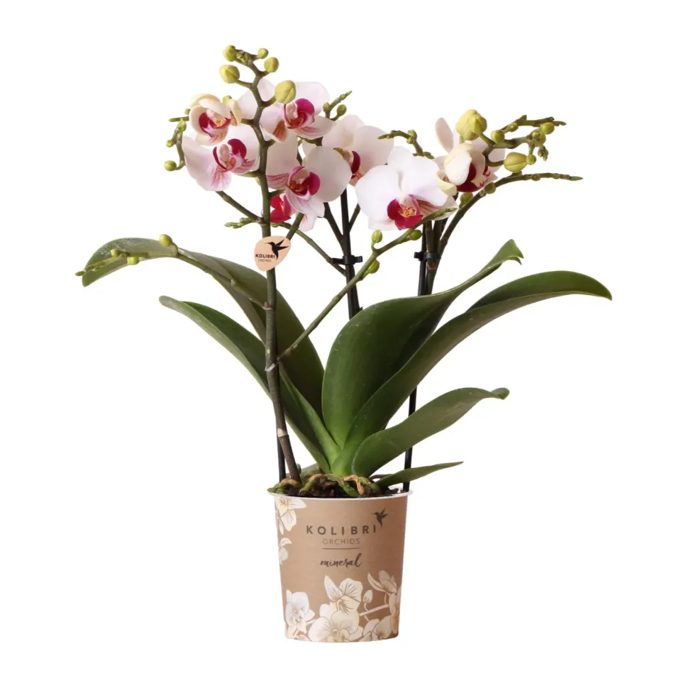 Plant and Stories Gibraltar orchidée blanche pot 9 cm