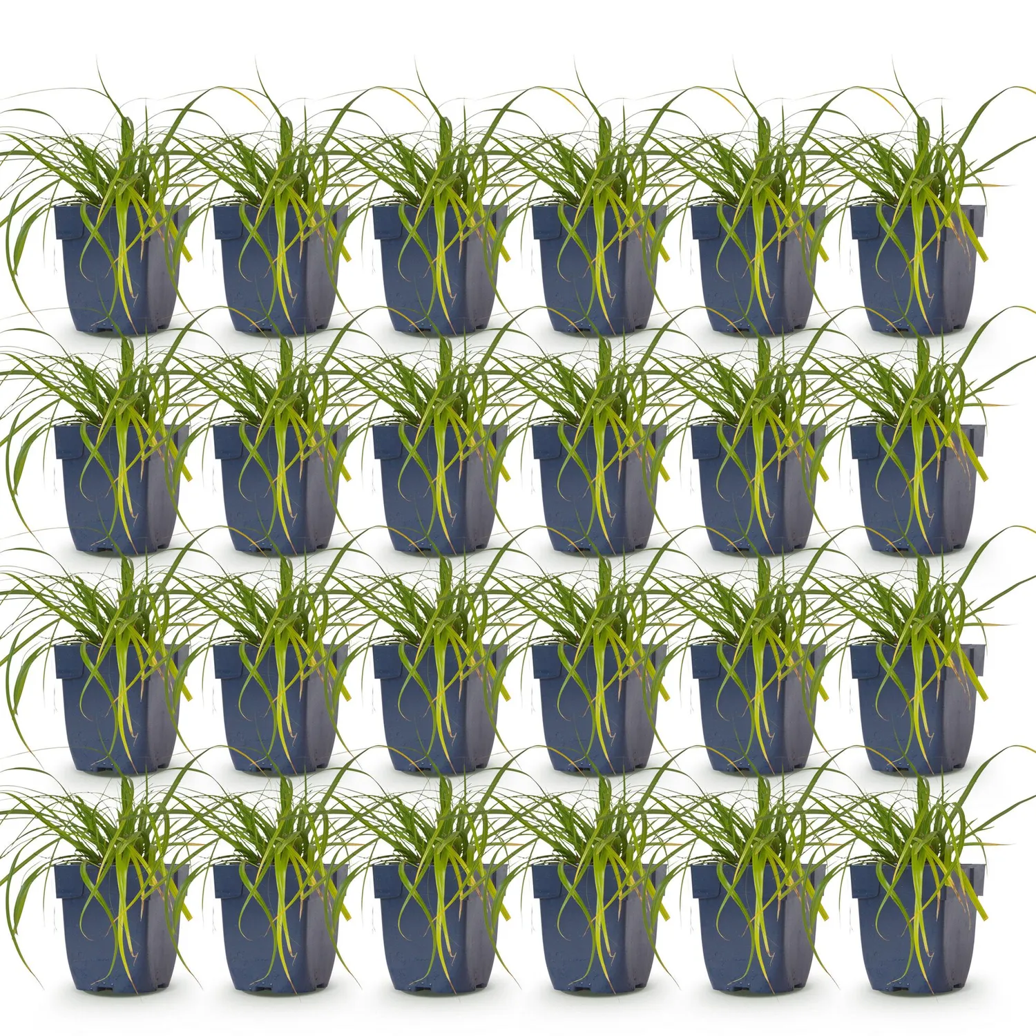 Plant and Stories Carex Evergreen laîche pot 11 cm persistante
