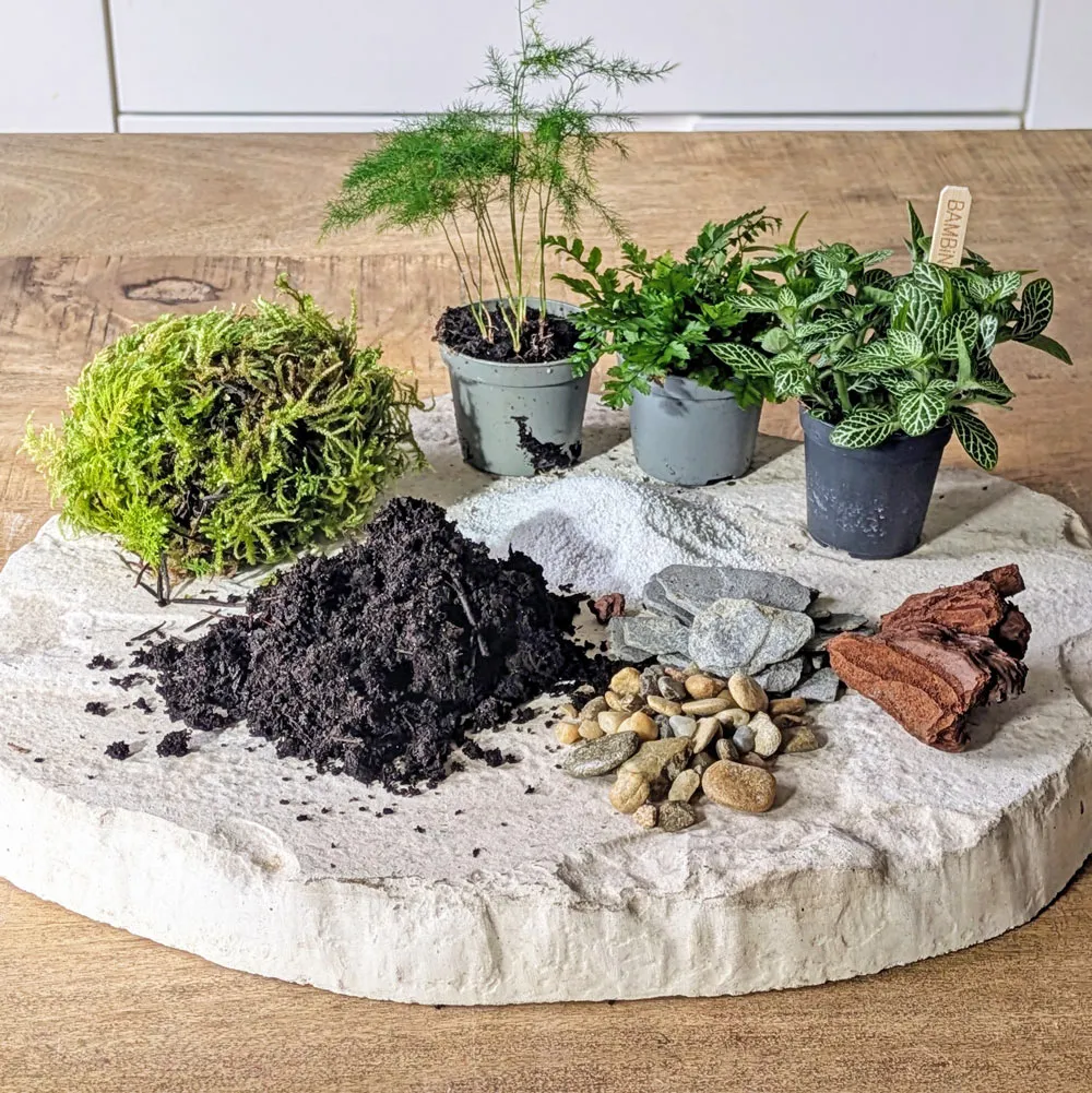 Réconciliation Végétale recharge terrarium grand modèle 3 plantes