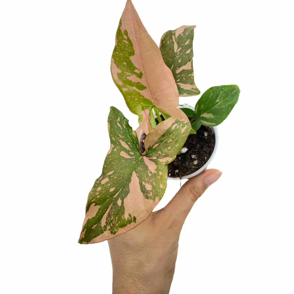 PLANT AND STORIES Syngonium Red Spot plante pot 6 cm rose