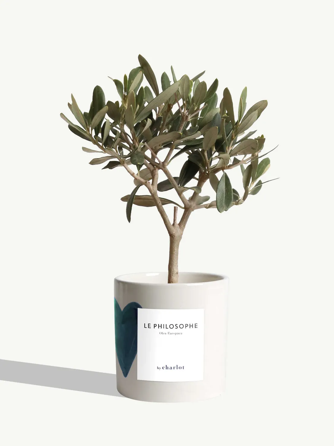 By Charlot Le Philosophe olivier plante pot 10 cm