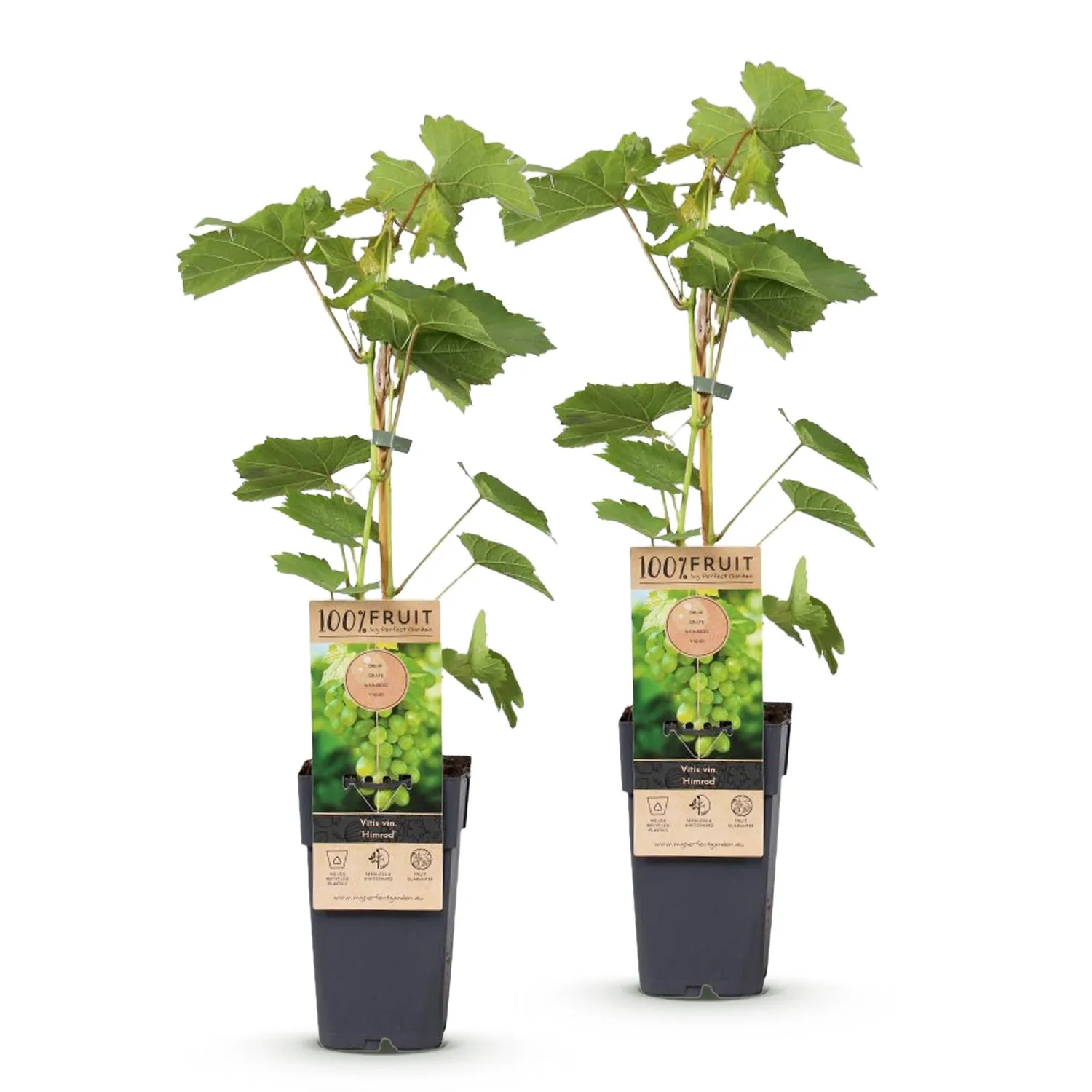Plant and Stories Himrod Vigne fruitier lot 2 raisin sans pépins