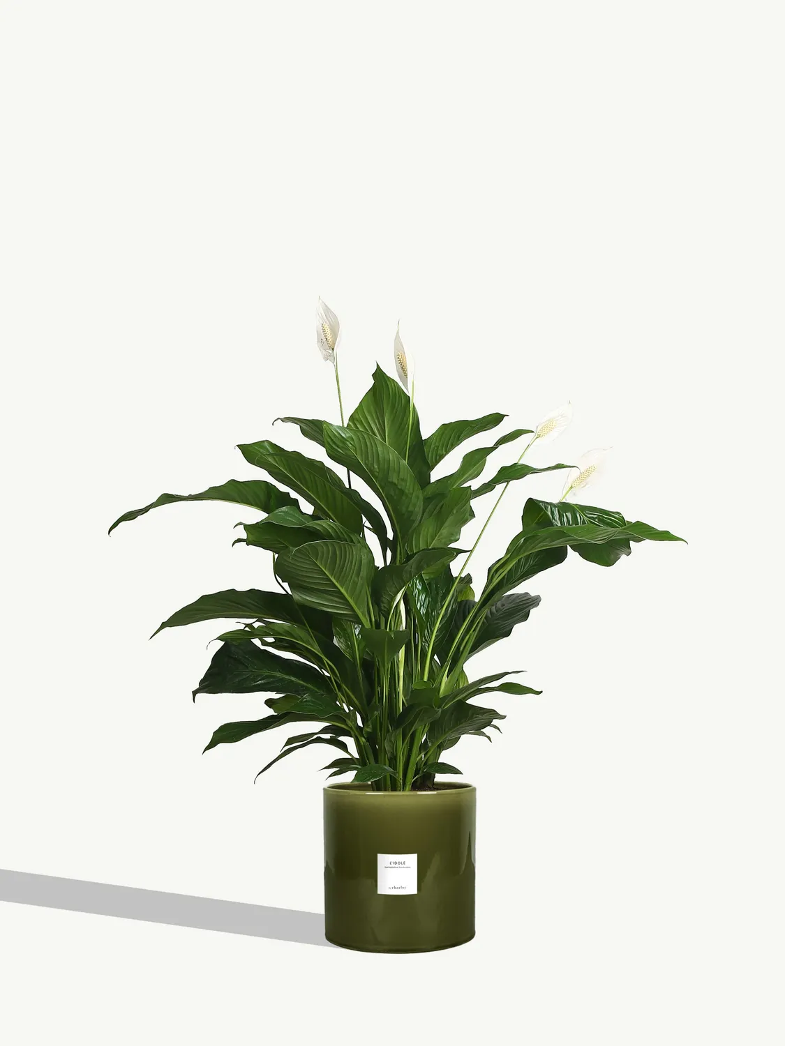 By Charlot L'Idole plante Spathiphyllum 125 cm avec pot XL