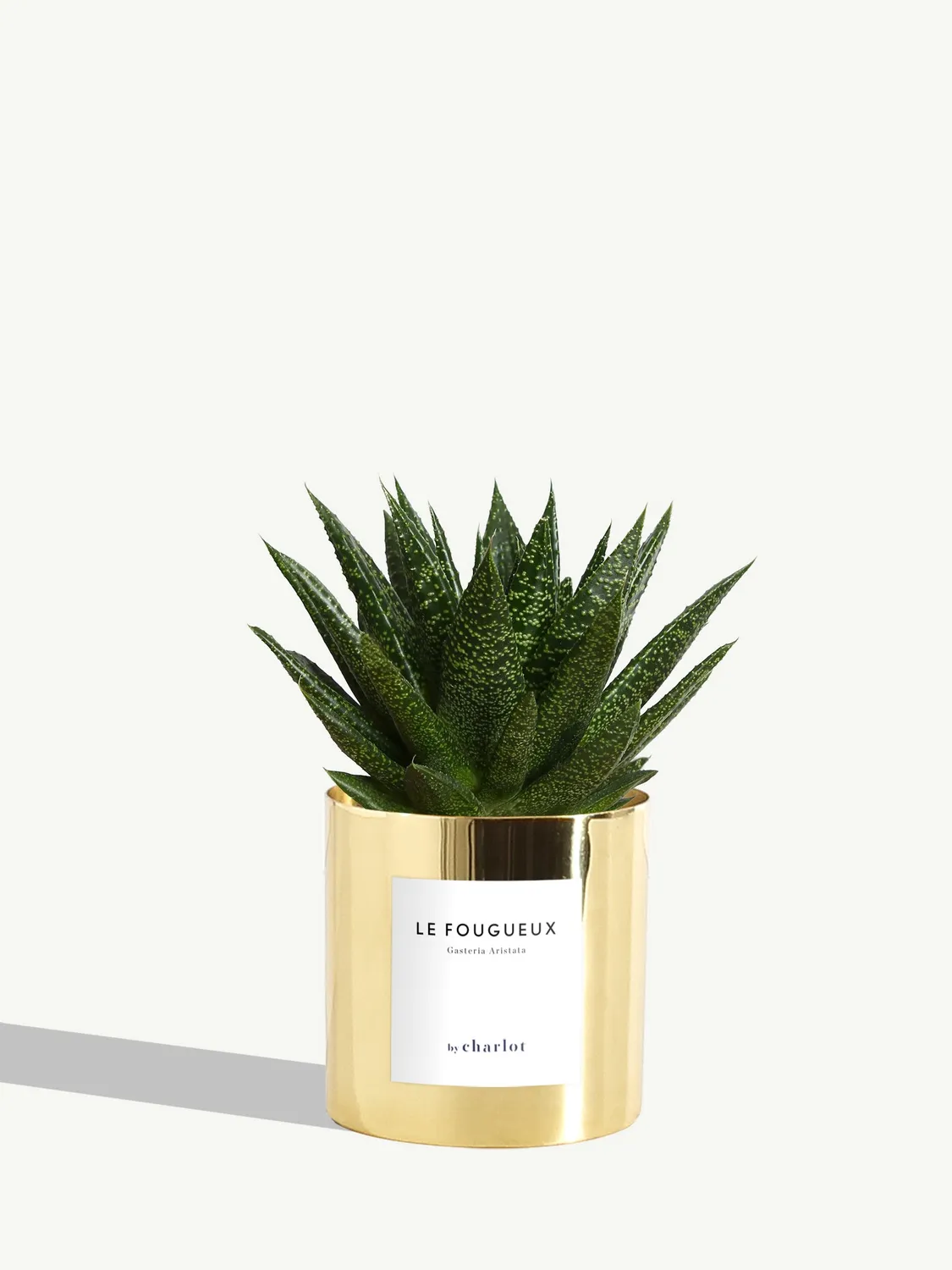 By Charlot Le Fougueux gasteria succulente pot 10 cm