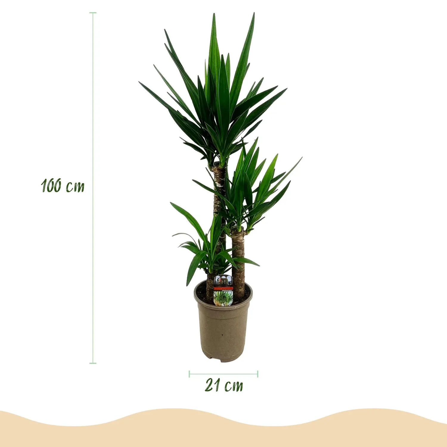 Plant and Stories Yucca Elephantipes plante 100 cm pot 21 cm