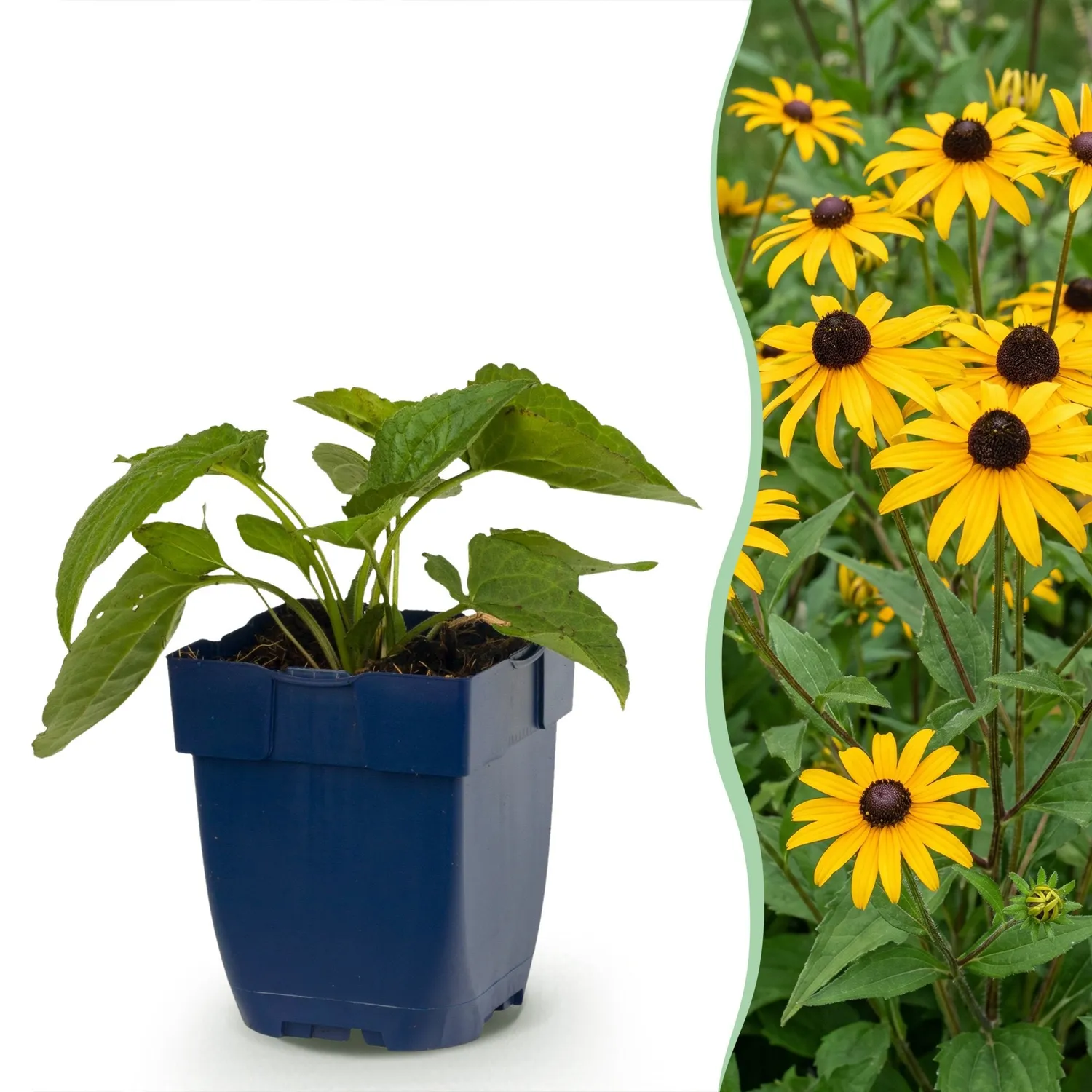 Plant and Stories Rudbeckie Goldsturm vivace pot 11 cm jaune