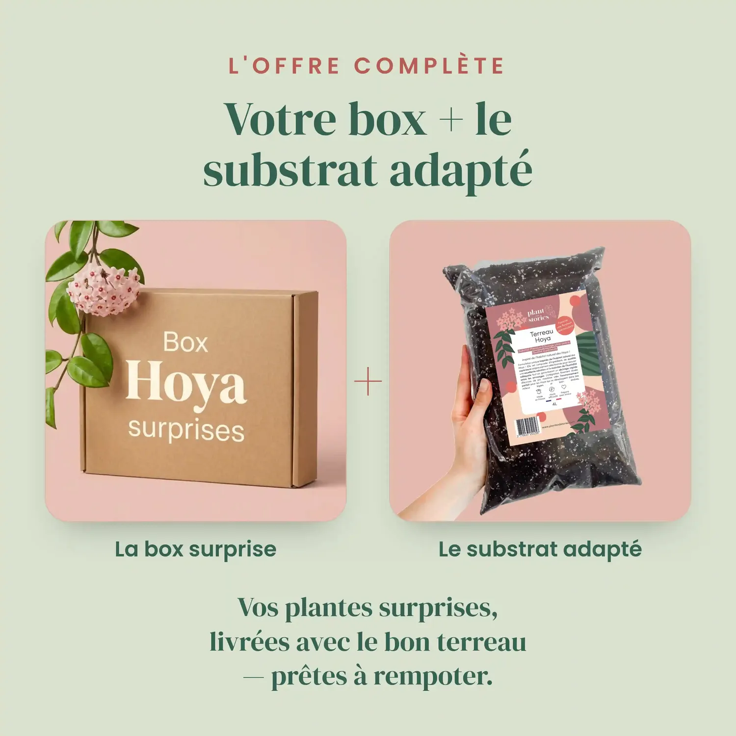 Plant and Stories box Hoya mystères pack 3 surprises