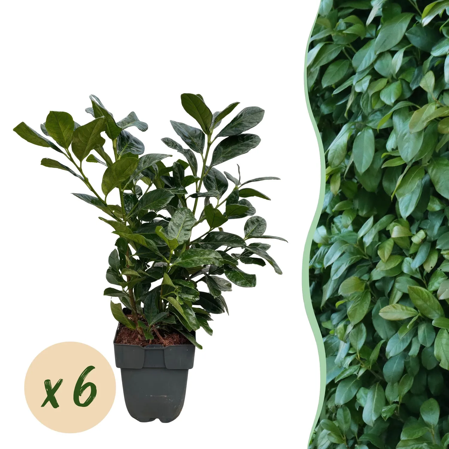 Plant and Stories Etna laurier-cerise 6 plants haie 1 m