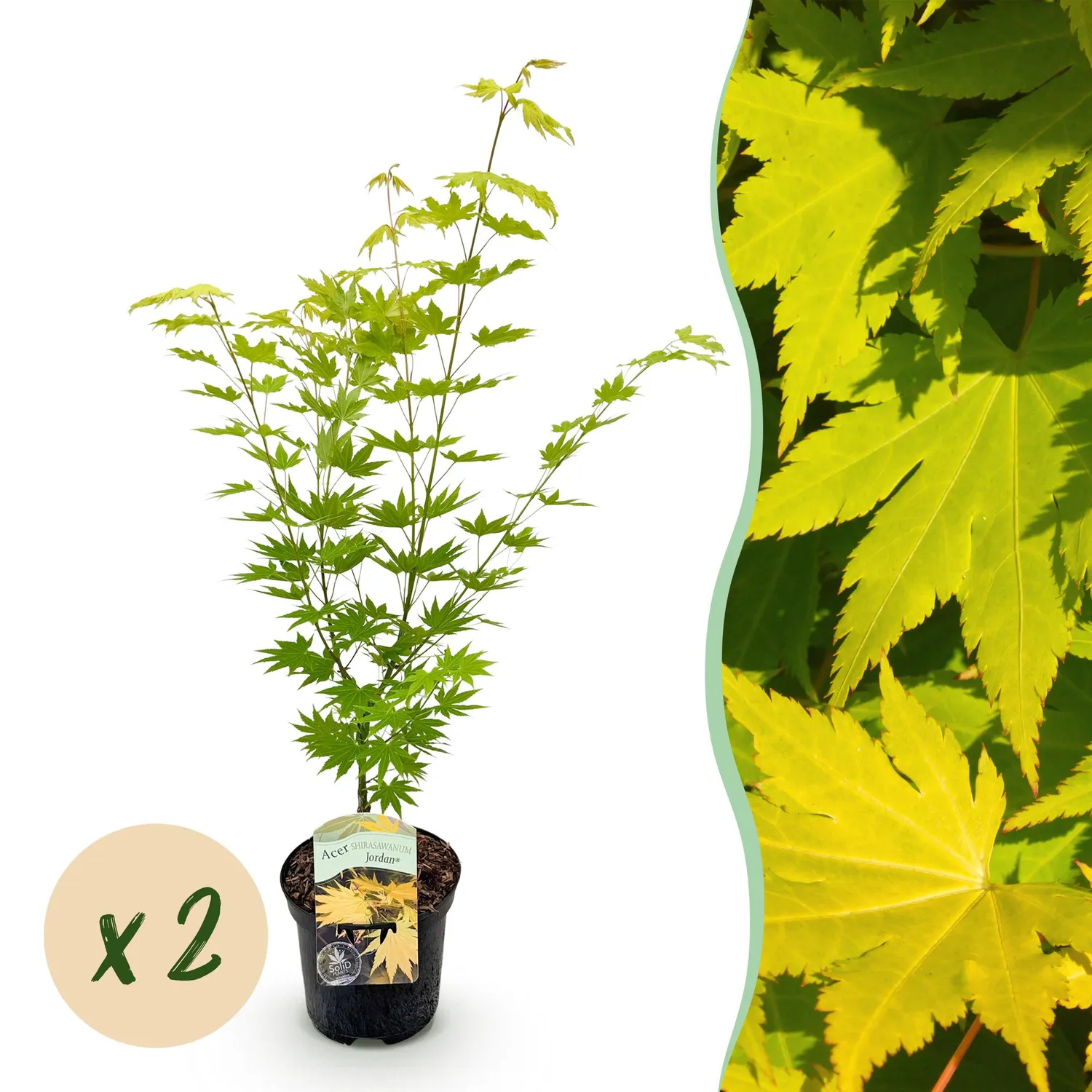 Plant and Stories Jordan érable du Japon pot 19 cm