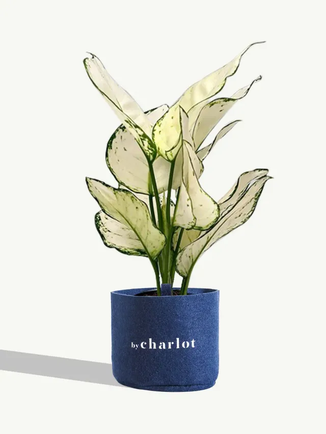 By Charlot L'Admirable plante Aglaonema White Joy 35 cm