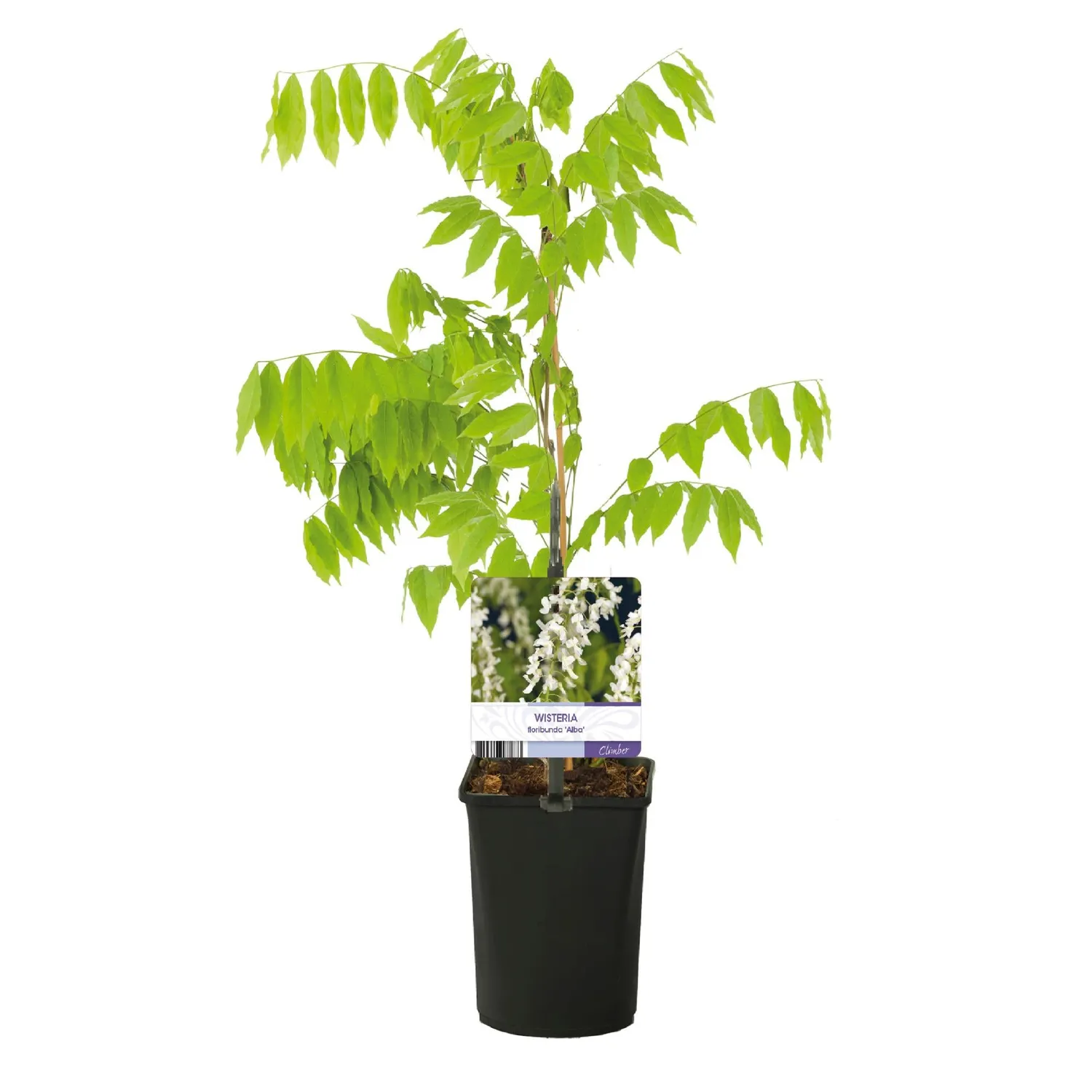 Plant and Stories Glycine Alba Wisteria grimpante pot 11cm soleil
