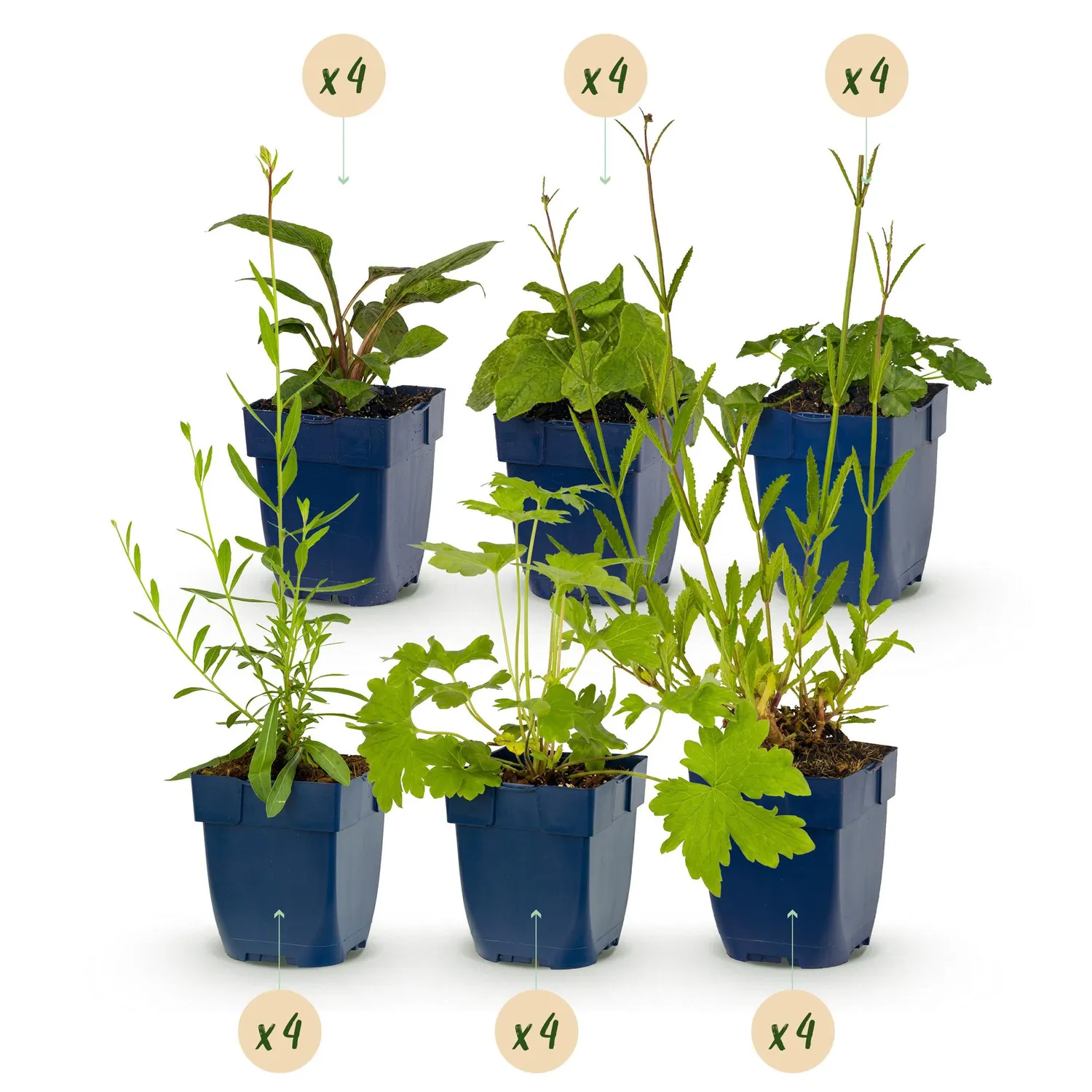 Plant and Stories vivaces melliferes plante massif 6 plants soleil