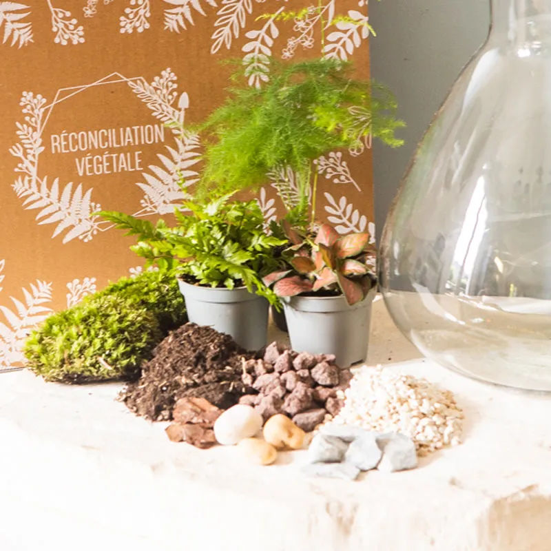 Réconciliation Végétale Kit Terrarium Humide 3 Plantes Bocal Verre
