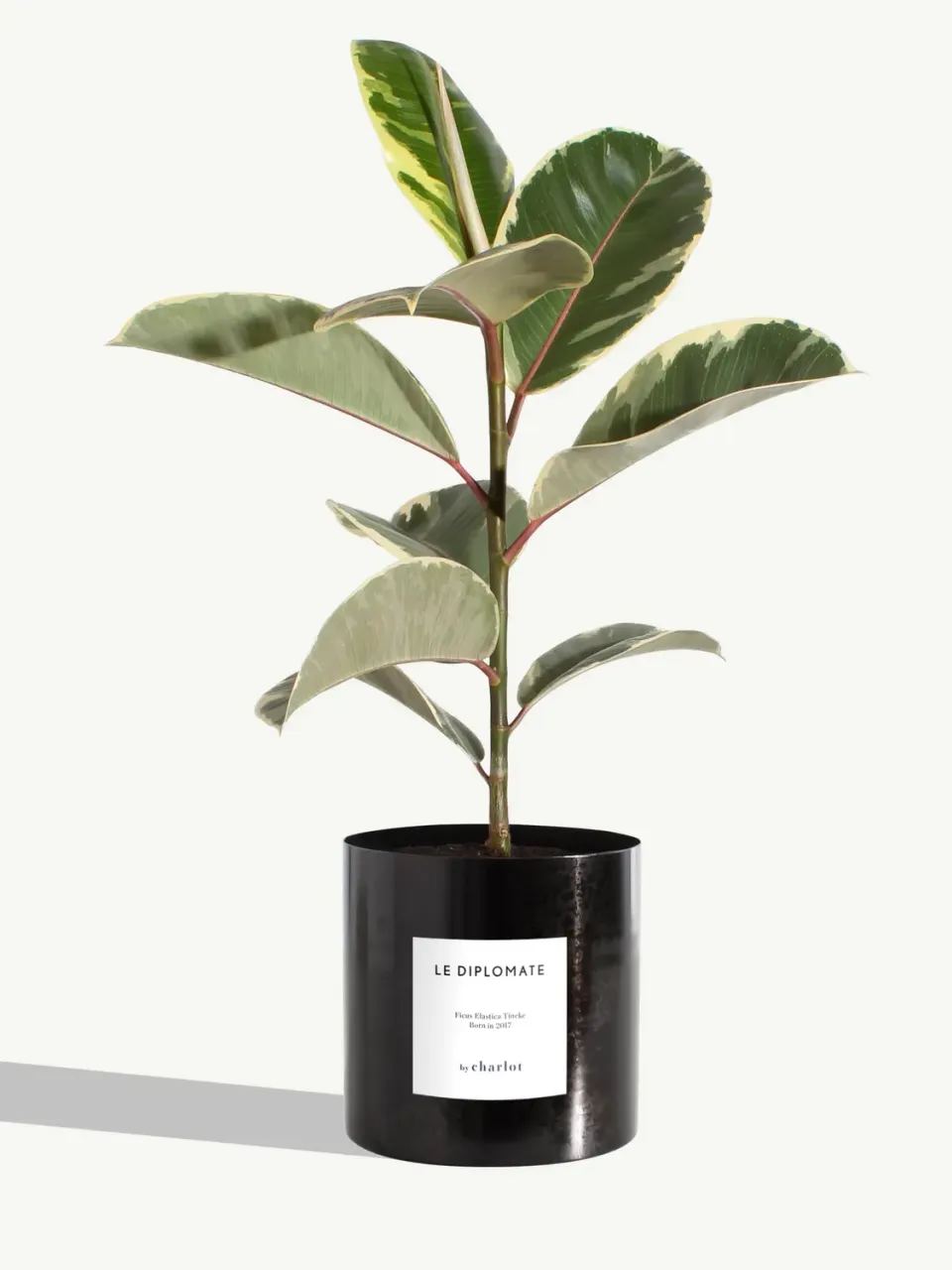 By Charlot Le Diplomate ficus tineke plante verte 45 cm