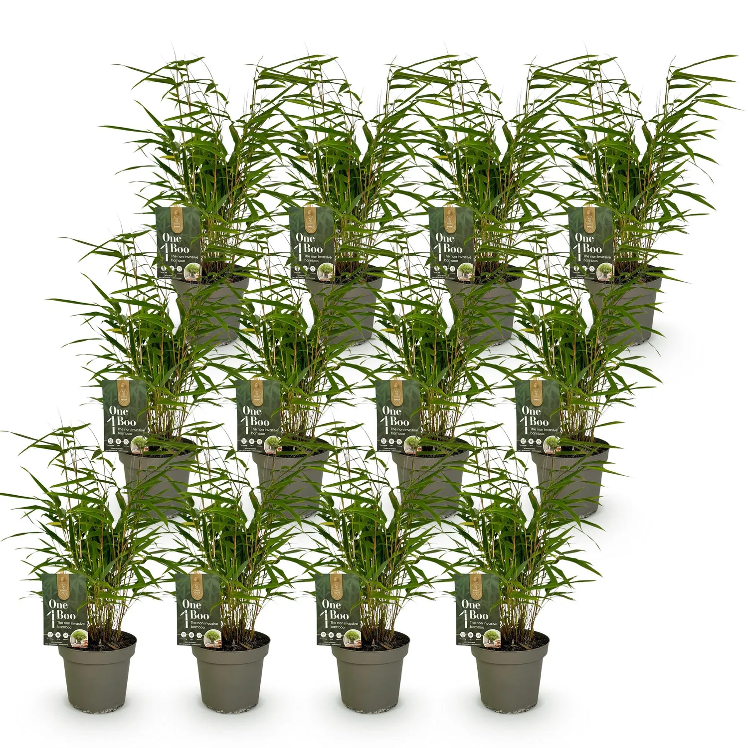 Plant and Stories Bambou Fargesia Rufa brise-vue 2 plants pot 14cm