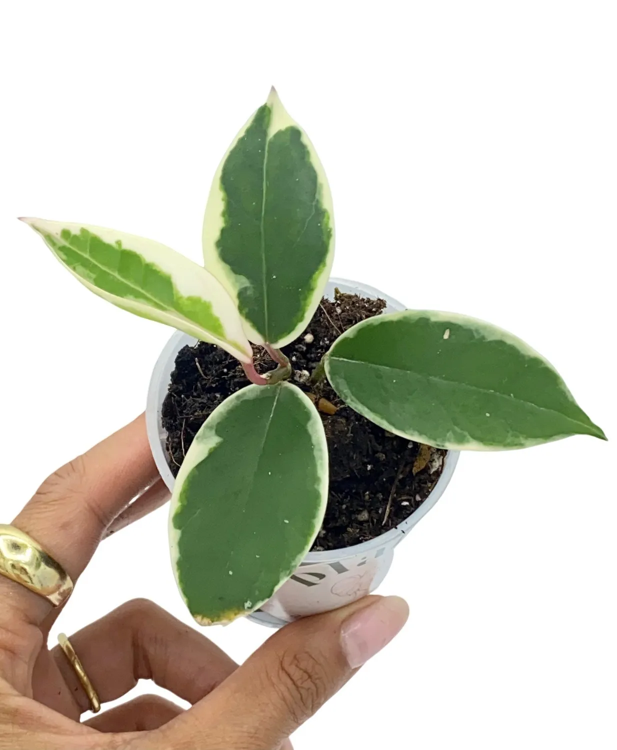 Plant and Stories Hoya Carnosa Krimson Queen plante panachée