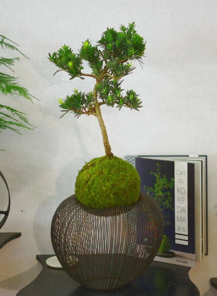 AQUAPHYTE Aldabra San kokedama pin des bouddhistes