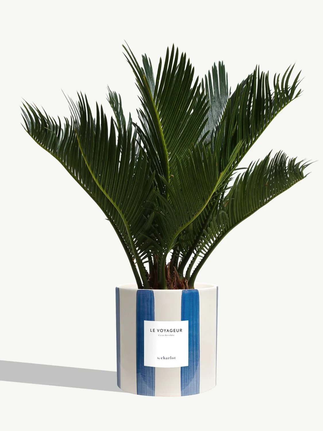By Charlot Le Voyageur cycas plante pot 14 cm