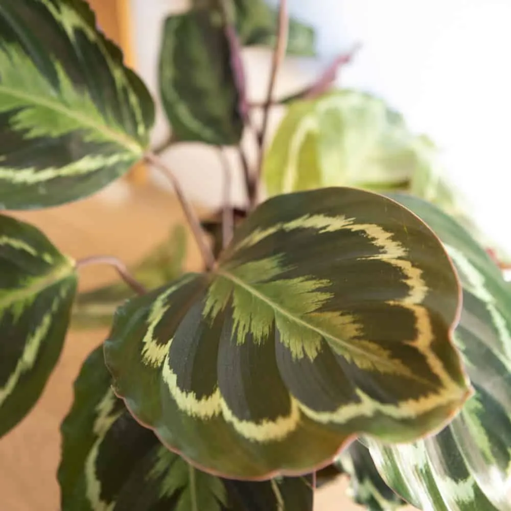 Réconciliation Végétale Billy calathea médaillon plante verte