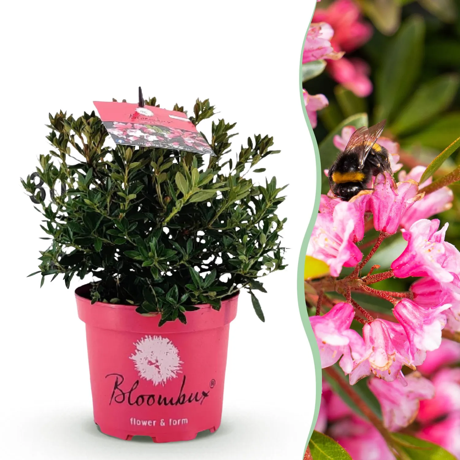 Plant and Stories Rhododendron Bloombux Rose Clair arbuste 1 plant rose