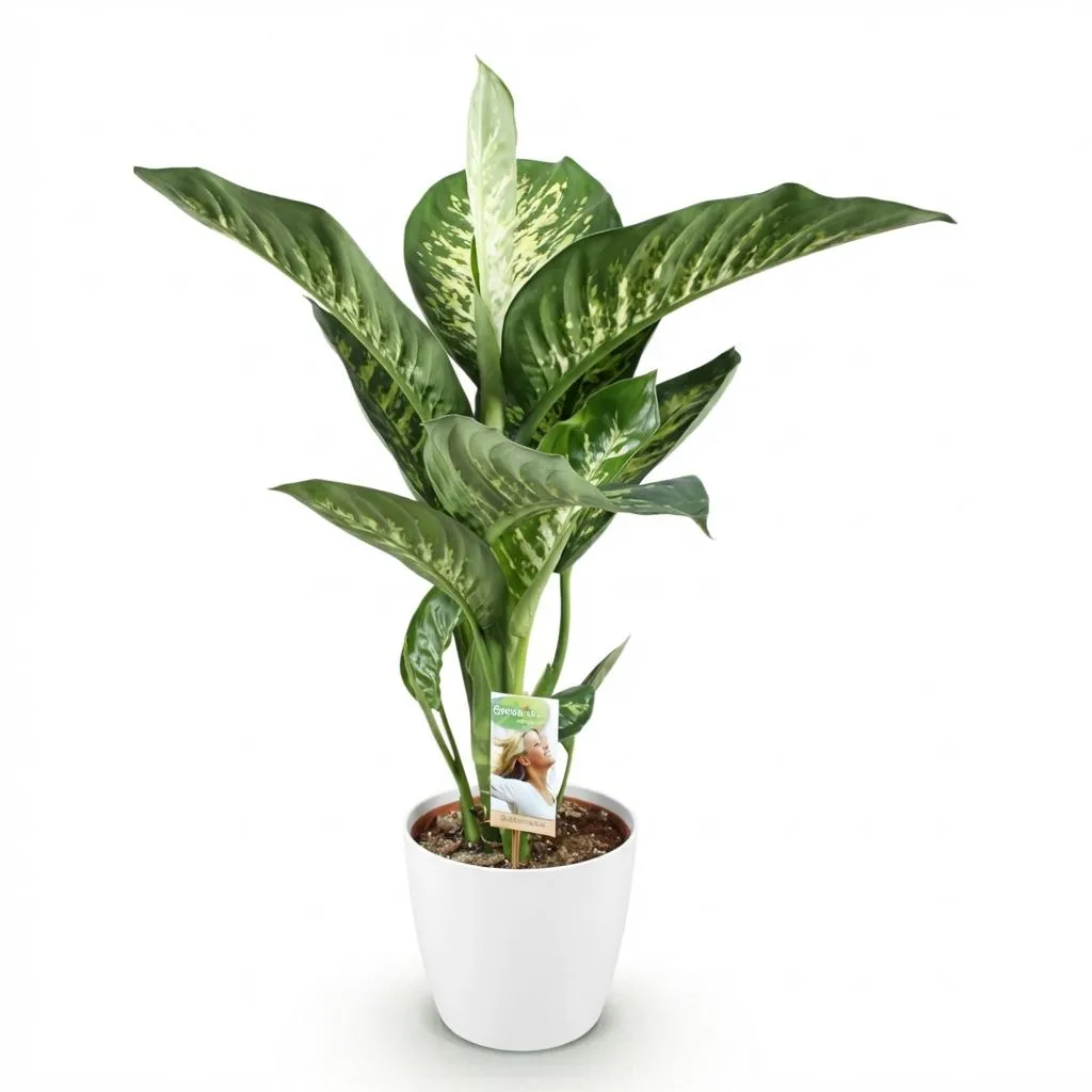 PLANT AND STORIES Dieffenbachia Tropic Snow plante d'intérieur panachée 90-100 cm