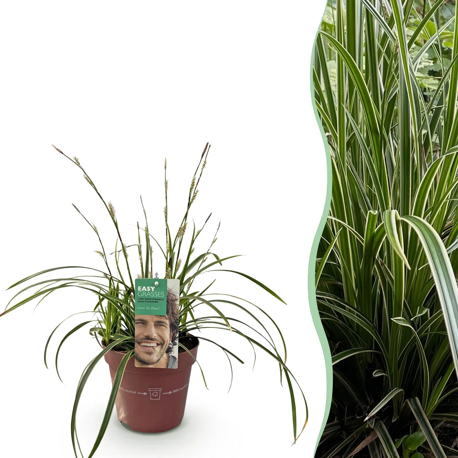 Plant and Stories Ice Dance laîche Carex pot 17 cm 1 plant
