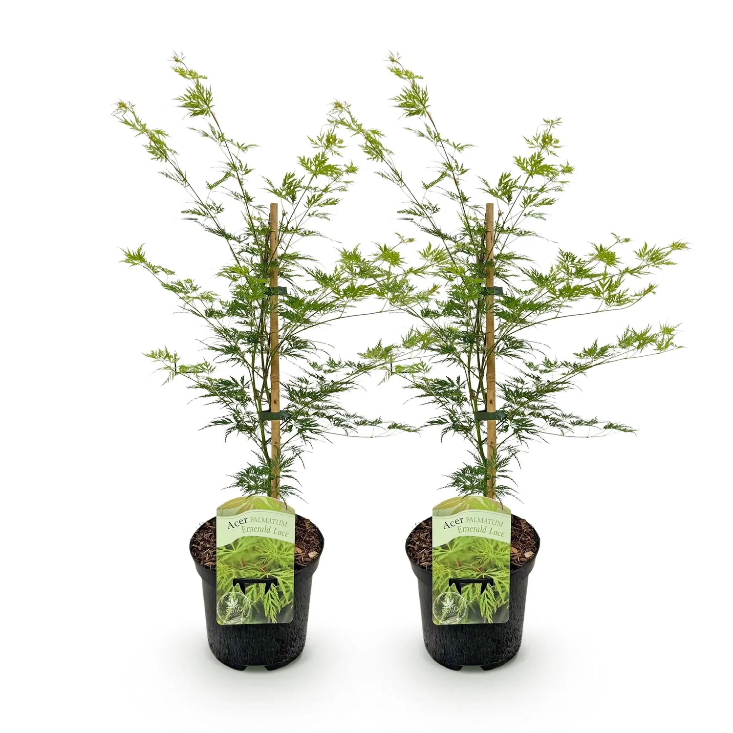 Plant and Stories Emerald Lace érable pot 19 cm 1 plant